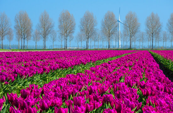 View of vibrant purple tulip fields in full bloom with a line of trees and a wind turbine under a clear blue sky in the Netherlands.