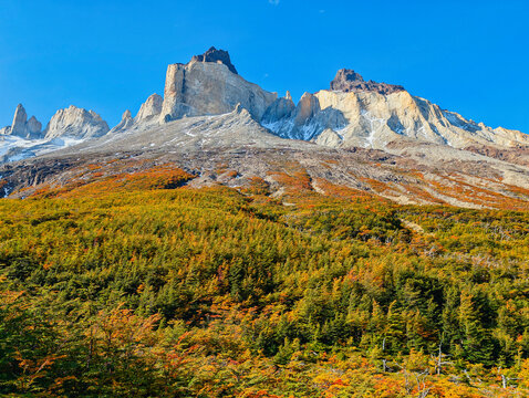 View of Torres del Paine National Park featuring granite peaks rising above a vibrant autumn forest under a clear blue sky in Magallanes and Chilean Antarctica, Chile.