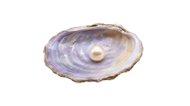 Open oyster shell with beautiful pearl isolated on transparent background png