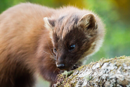 View of a pine marten with brown fur and dark eyes perched on a mossy tree branch in the woodland of Lochaline, Scotland, United Kingdom.