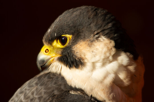 View of a close-up profile of a peregrine falcon showing detailed feathers and sharp eye against a dark background in Birmingham, England, United Kingdom.