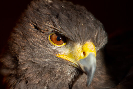 View of a close-up portrait of a Harris hawk with sharp focus on its amber eye and yellow beak, set against a dark background in Birmingham, England, United Kingdom.