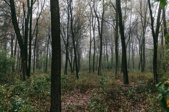 Misty forest with dense trees and undergrowth