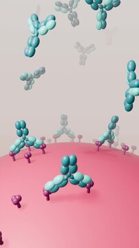 Monoclonal antibodies binding to antigens on a cell surface, Y-shaped immunoglobulin, vertical video loop