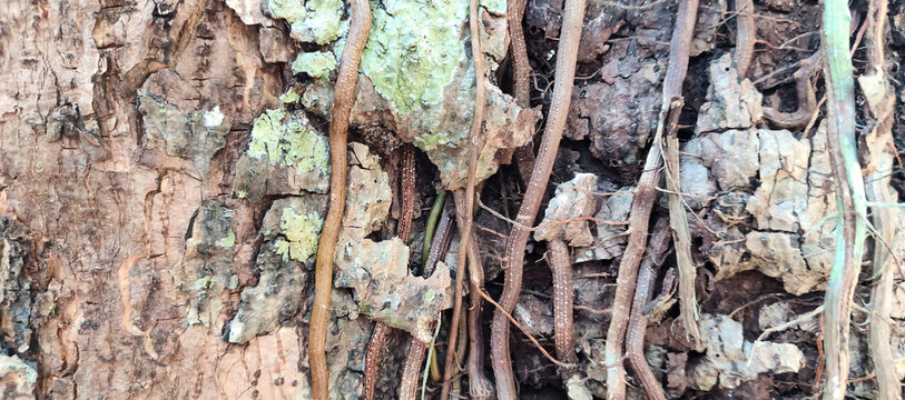 bark of a tree