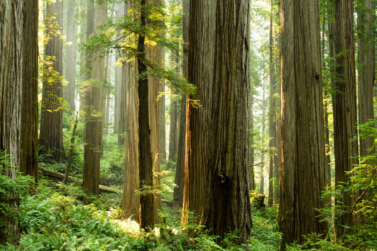 View of towering redwood trees in Jedediah Smith Redwoods State Park with lush ferns and soft sunlight filtering through the canopy in Crescent City, California, United States.
