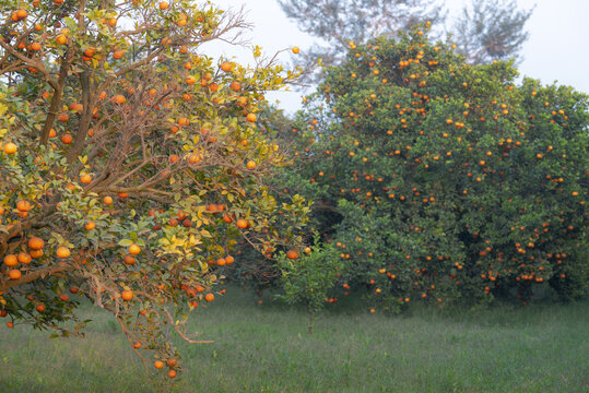 View of kenu citrus trees laden with ripe oranges in an orchard in Multan, Punjab, Pakistan.