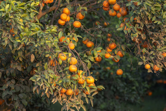 View of kinu citrus trees laden with ripe oranges in an orchard in Multan, Punjab, Pakistan.