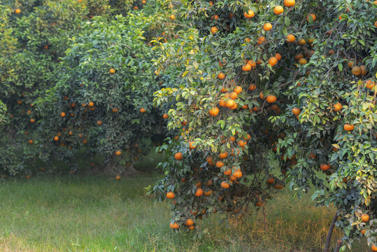 View of ripe kinnow citrus fruits hanging on lush green trees in an orange orchard in Multan, Punjab, Pakistan.