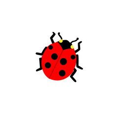 ladybug on white background © mrpritish