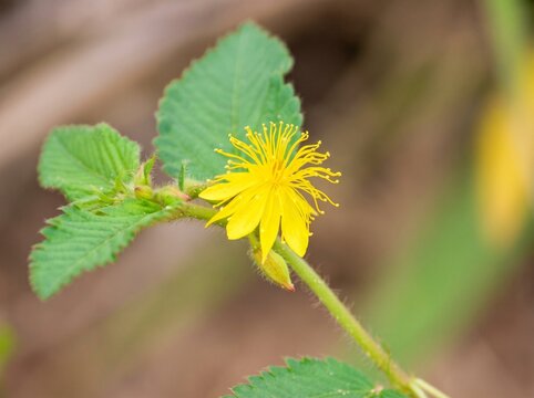 Flor amarela