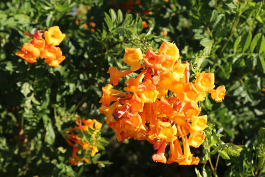 Cape Honeysuckle vibrant orange, trumpet-shaped flowers above its thick green canopy in Arizona spring time