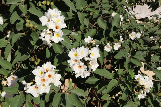 Anacahuita (also known as Cordia Boissieri, White Cordia, Mexican olive, Texas wild olive) flowering in spring, closeup