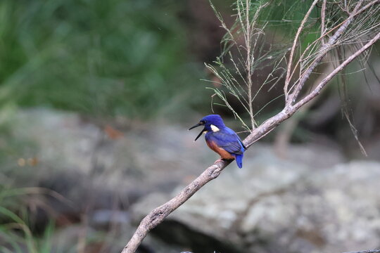 Azure kingfisher perched on branch with open beak in Queensland, Australia