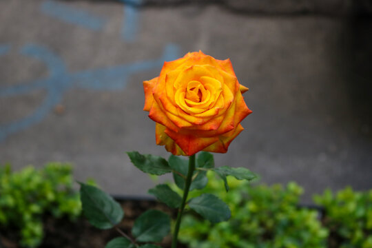 Orange and Yellow Rose in Bloom