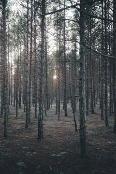 View of a dense pine forest with tall slender tree trunks and soft sunlight filtering through the branches in Nova, Laane County, Estonia.