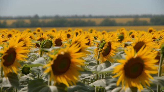 突風で一斉に揺れるひまわり畑 シームレスループ動画背景 16:9 4K