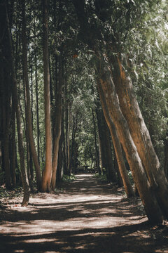 View of Mihkel Ranna dendraarium with tall trees lining a dirt path in the forest in Neemi, Saare County, Estonia.