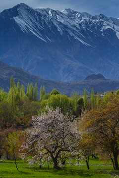View of blooming fruit trees in a lush green field with snow-capped mountains in the background, Khaplu, GB, Pakistan.