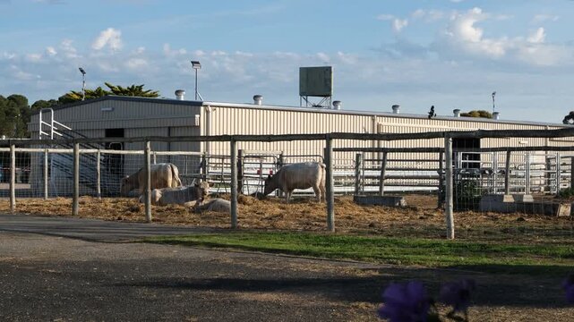 Livestock in straw-lined wooden stockyards in front of a metal agricultural shed. Regional Australian farming community, cattle management and rural industry. Keith, South Australia.