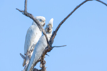 Beautiful white plumed  Little Corella or Cacatua sanguinea © Brian Scantlebury