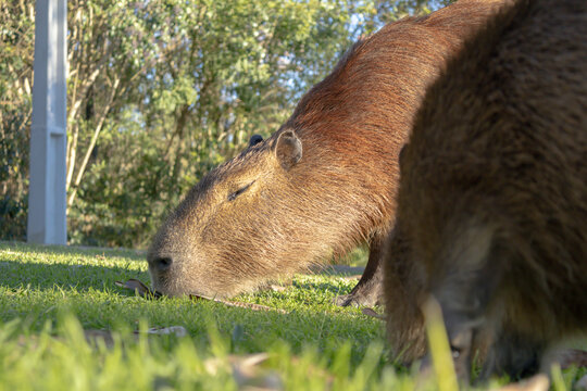 Horizontal ground-level shot of wild capybaras grazing on a sunlit lawn with depth of field