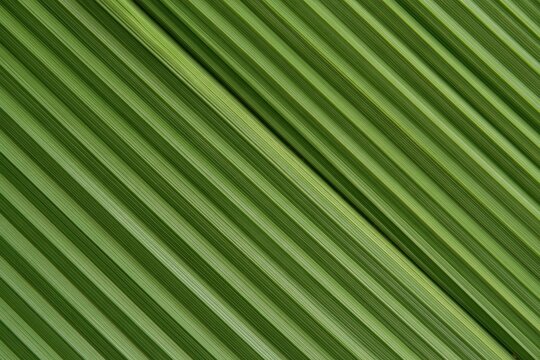 Green Leaf Texture with Parallel Lines