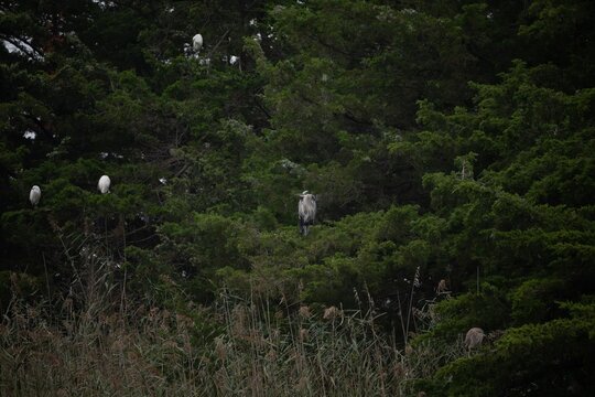 Great blue heron and egrets sharing a cedar tree roost
