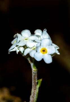 View of a delicate white alpine flower with a bright yellow center blooming in the wild landscape of Deosai National Park, Skardu, Gilgit, Pakistan.
