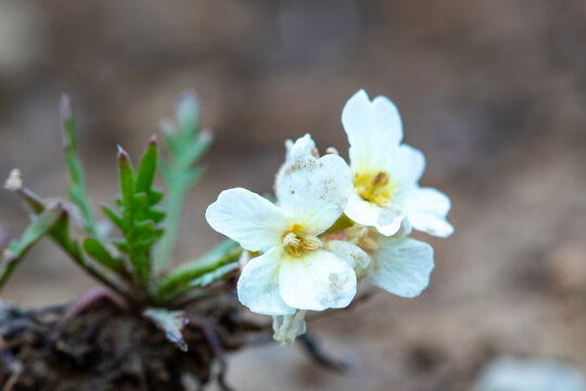 View of a delicate white wildflower with yellow centers and green serrated leaves blooming in the alpine landscape of Deosai National Park, Skardu, Gilgit, Pakistan.