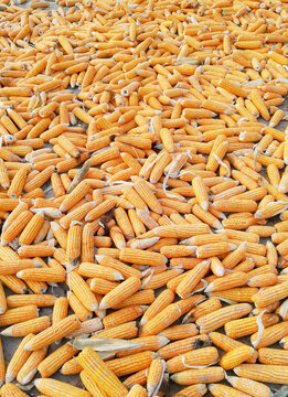 View of corn cobs spread out on the ground for drying in the sun in Multan, Punjab, Pakistan.