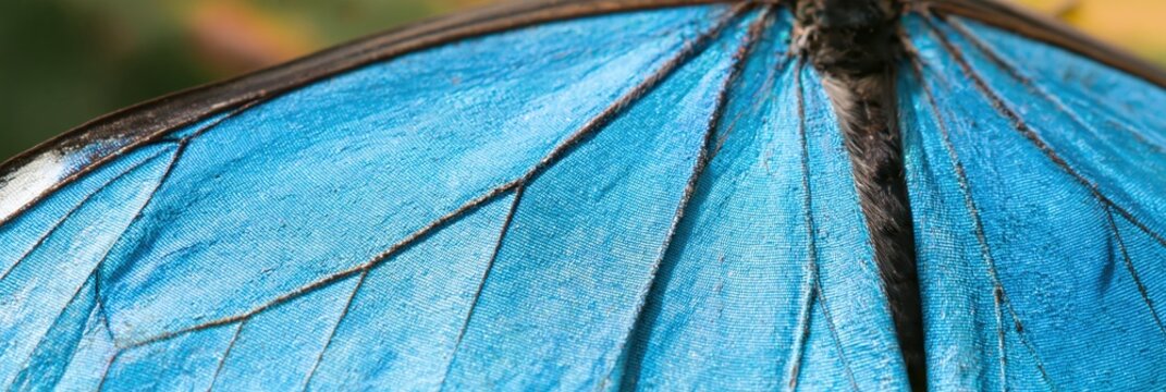 Extreme Close-up of a Blue Butterfly Wing Texture
