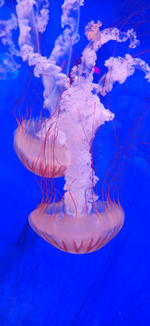 View of Pacific sea nettle jellyfish swimming in a deep blue tank at the North Carolina Aquarium on Roanoke Island in Manteo, North Carolina, United States.