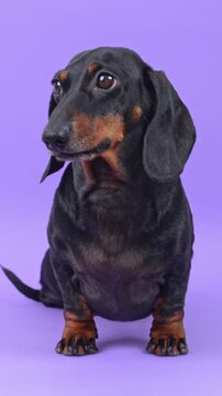 A black and tan dachshund dog sits on a violet studio background, flicking out its tongue and then glancing aside, a lively idea for pet food appetite and treat marketing.