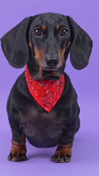 A black and tan dachshund dog wearing a red paisley bandana walks toward the lens and settles on its front paws against a plain violet studio backdrop, a pet merchandise branding idea.