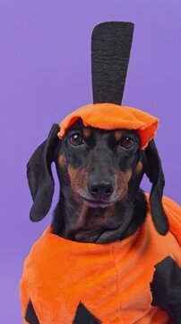 A black and tan dachshund dog wears a soft orange pumpkin outfit with a felt stem hat and lifts its head toward the camera in a studio, an idea for autumn pet product promotion.