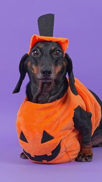 A black and tan dachshund dog sits upright in an orange pumpkin outfit with a carved smiling face and a tall stalk hat on a purple studio backdrop, an idea for costume shopping.