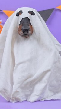 A black and tan dachshund dog wearing a white sheet with cut out eye holes sits under triangular bunting on purple, tongue poking out, a last minute homemade costume idea.