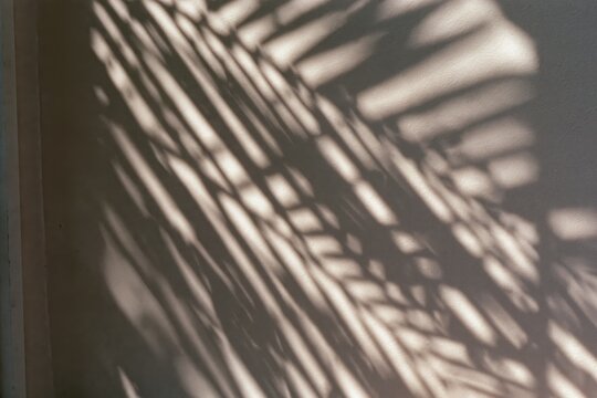 Palm leaf shadows cast on a textured wall