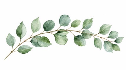 Fototapeta premium A single watercolor branch with small green leaves isolated on a white background, for floral