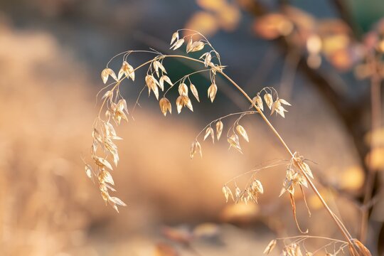 Dried grass seed heads in soft golden light