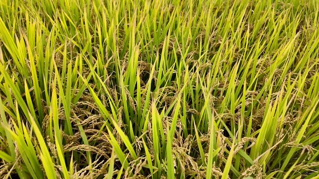 ipe golden rice panicles growing in dense paddy field before harvest, showcasing abundant grain yield, agricultural productivity, crop maturity and global food production.
