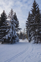 Obraz premium Trees covered in Snow and Ice