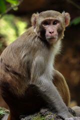Indian animal called monkey isolated on green forest  © Chandrakant