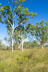 TAll branching eucalyptus trees growing in long grassy landscape in Western Australia ideal for Australian nature background or travel uses. © Brian Scantlebury