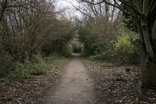 Dirt path through a dense woodland with bare trees