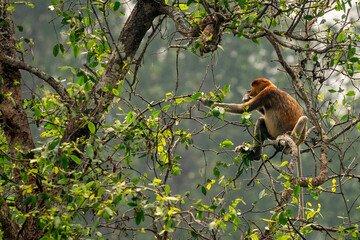 Majestic long-nosed proboscis monkey foraging for leaves high up in the dense canopy of a vibrant tropical rainforest, showcasing its unique features and natural habitat in Borneo © BAYU