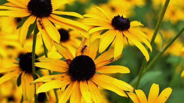 Ants fryellow flower heads of black-eyed Susan (Rudbeckia hirta L.