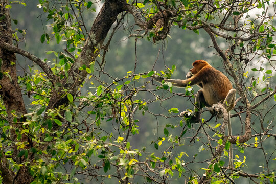 Majestic long-nosed proboscis monkey foraging for leaves high up in the dense canopy of a vibrant tropical rainforest, showcasing its unique features and natural habitat in Borneo