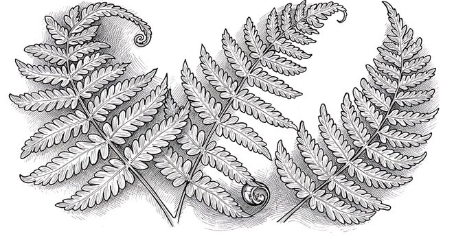 Detailed botanical illustration of various fern fronds and fiddleheads in black and white.